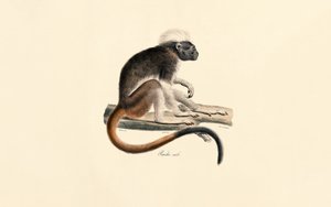 da Jacques Christophe Werner