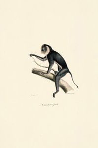  da Jacques Christophe Werner