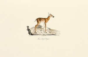 Cervo dalla coda bianca - Cerbiatto da Jacques Christophe Werner