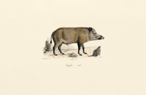  da Jacques Christophe Werner