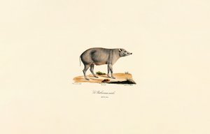  da Jacques Christophe Werner