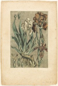 Iris Florentina, da Collection des plantes usuelles, curieuses, et étrangères da Jacques Fabien Gautier d