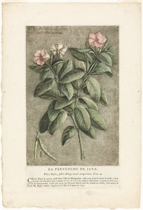 La pervinca di Giava, da Collezione di piante usuali, curiose e straniere