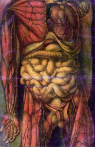Torso di un uomo che mostra gli intestini, da 