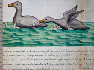 Anatre chiamate Ploplos, Stretto di Magellano, acquerello dal diario di bordo di Jacques Gouin de Beauchesne, capitano della Compagnie royale de la Mer du Sud, dal 1698 al 1701, Francia da Jacques Gouin de Beauchesne