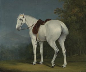 Cavallo Grigio di una Signora, c.1806