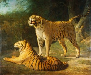 Una tigre e una tigre al menagerie di Exeter 