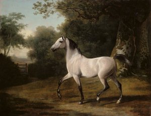 Stallone arabo grigio in un paesaggio boscoso da Jacques Laurent Agasse
