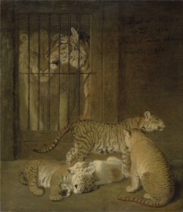 Gruppo di Cuccioli Nati tra un Leone e una Tigre