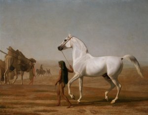 Il cavallo arabo grigio Wellesley condotto attraverso il deserto da Jacques Laurent Agasse