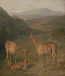 Vicuñas da Jacques Laurent Agasse