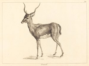 Gazzella da Jacques Philippe Le Bas and Jean Eric Rehn after Jean Baptiste Oudry