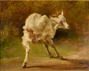 Capra bianca che si gratta la testa da Jacques Raymond Brascassat