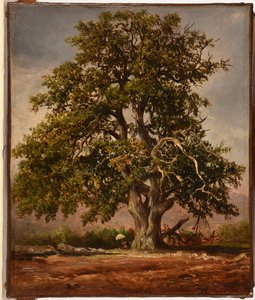 Le Vieux chêne da Jacques Raymond Brascassat