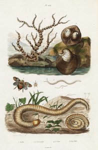 Corallo di bambù, vongola cuore di bue e cicaline da Jacques Reyne Isidore Acarie Baron