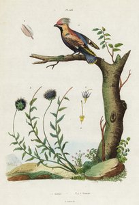 Beccofrusone boemo e scabiosa da Jacques Reyne Isidore Acarie Baron