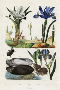 Iris, cozza e scarabeo