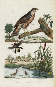 Sparviero, effimera e ape, 1834-1839 (incisione) da Jacques Reyne Isidore Acarie Baron