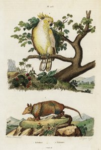 Cacatua crestato giallo e armadillo da Jacques Reyne Isidore Acarie Baron
