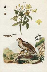 Gelsomino giallo e aquila serpentaria da Jacques Reyne Isidore Acarie Baron