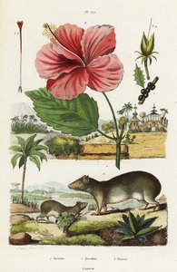 Cavia rocciosa e ibisco cinese