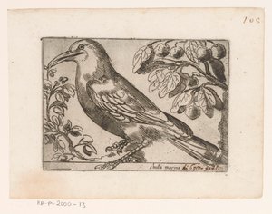 Uccello