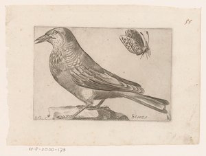 Storno (Vogels) da Jacques de Fornazeris