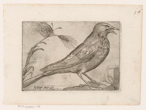 Storno (Sturnus vulgaris, Uccelli)