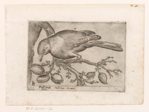 Uccello