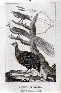 Uccelli del Paradiso e una faraona, da 