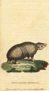 Armadillo brasiliano a tre fasce, Tolypeutes tricinctus, 1800
