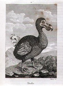 Il Dodo, da 