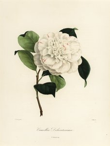 Camellia japonica varietà, Camellia delicatissima