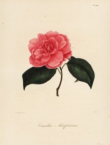 Varietà di Camellia japonica, Camellia monfortiana