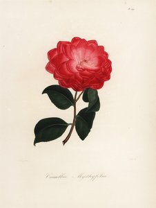 Varietà di Camellia japonica, Camellia myrthyfolia