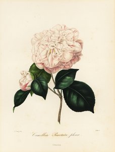 Camellia japonica varietà, Camellia punctata plena