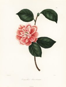 Camellia dipinta di Sweet, Camellia japonica varietà, Camellia sweetiana