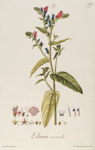 Echium: Orientale da "Icones Plantarum", c.1763 (incisione)