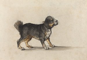 Un Mastino con un Collare Decorato in Oro