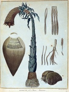 Banana - in "Viaggio in Nubia e Abissinia intrapreso per scoprire le sorgenti del Nilo negli anni 1768-1772", di James Bruce, vol. 1, Parigi da James Bruce
