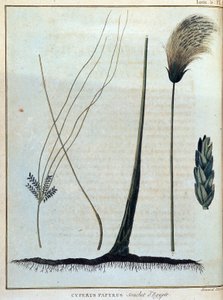 Cyperus papyrus, varietà d