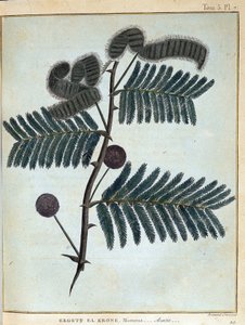 Ergett el Krone, mimosa - acacia - in "Viaggio in Nubia e Abissinia intrapreso per scoprire le sorgenti del Nilo negli anni 1768-1772", di James Bruce, vol. 1, Parigi da James Bruce