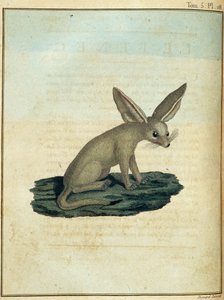 Fennec - in "Viaggio in Nubia e Abissinia intrapreso per scoprire le sorgenti del Nilo negli anni 1768-1772", di James Bruce, vol. 1, Parigi da James Bruce