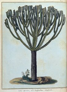 Kol-quall (Kol quall), euforbia (cactus) - in "Viaggio in Nubia e Abissinia intrapreso per scoprire le sorgenti del Nilo negli anni 1768-1772", di James Bruce, vol. 1, Parigi da James Bruce