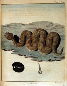 Serpente - in "Viaggio in Nubia e Abissinia intrapreso per scoprire le sorgenti del Nilo negli anni 1768-1772", di James Bruce, Parigi