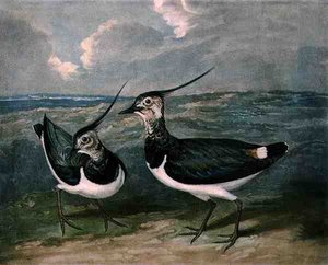 Piviere, tavola 9 di British Feather Game da James (after) Barenger