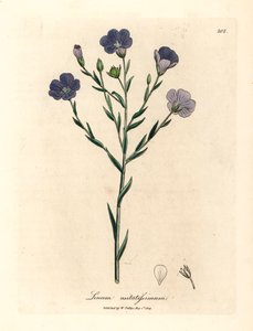 Lino a fiori blu, Linum usitatissimum, da un