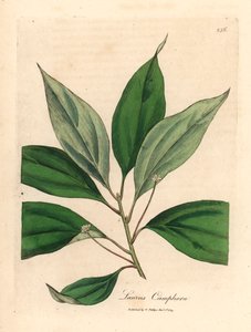 Albero di canfora, Laurus camphora, da un