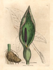 Arum comune, Arum maculatum, da un