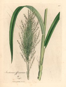 Canna da zucchero comune, Saccharum officinarum, da un